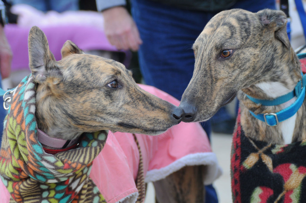 whippet and greyhound rescue