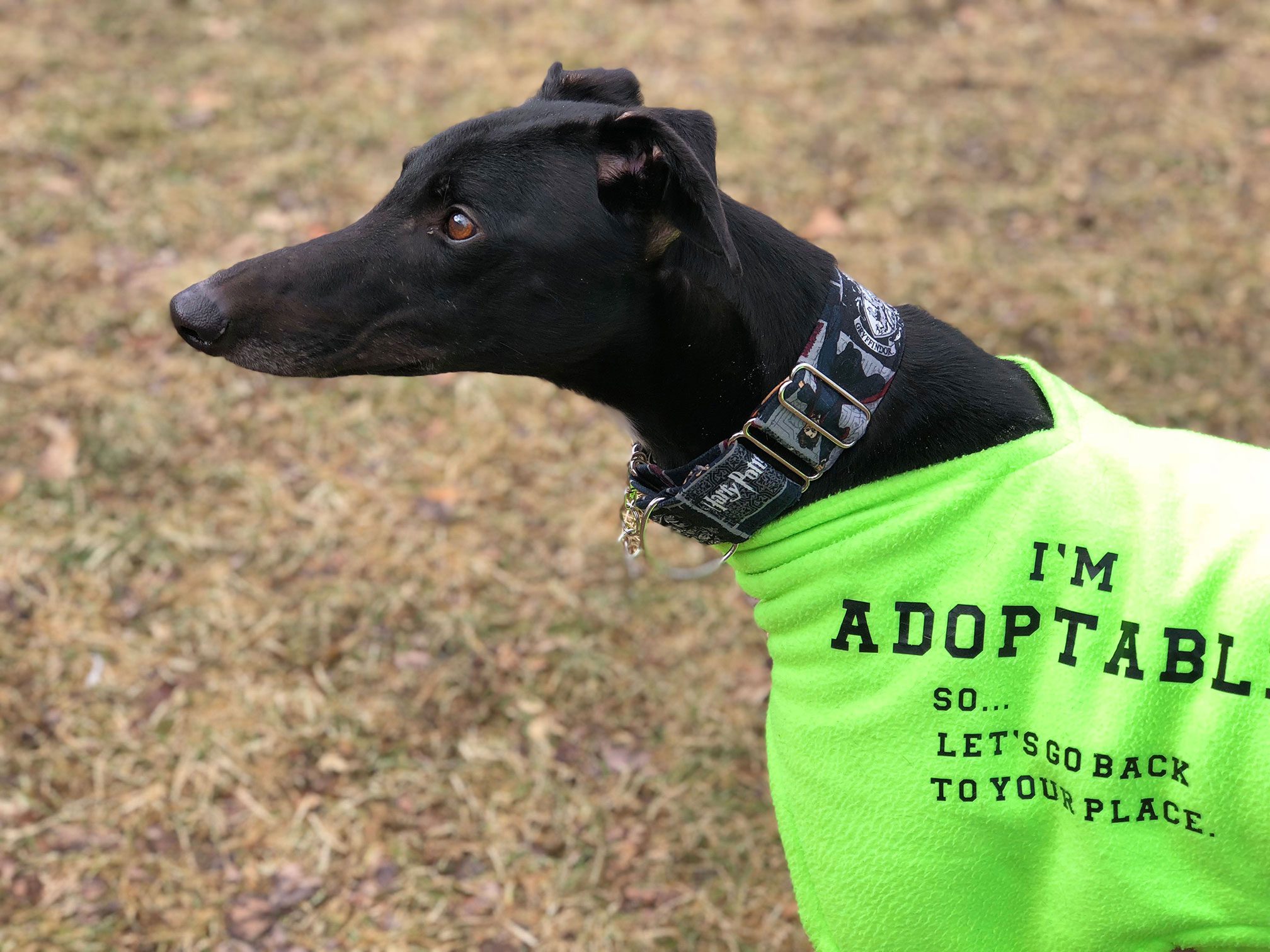 Connecticut Greyhound Adoption - GPA