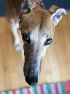 Connecticut Greyhound Adoption - GPA