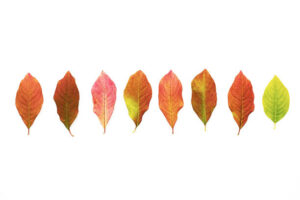 Falling colored leaves set isolated on white. Beautiful autumn leaves.