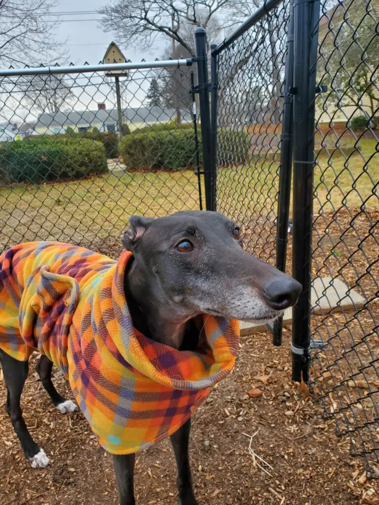 Greyhound in plaid jacket