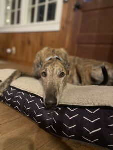 Brindle greyhound on bed