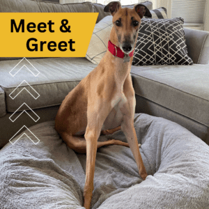 greyhound meet & greet