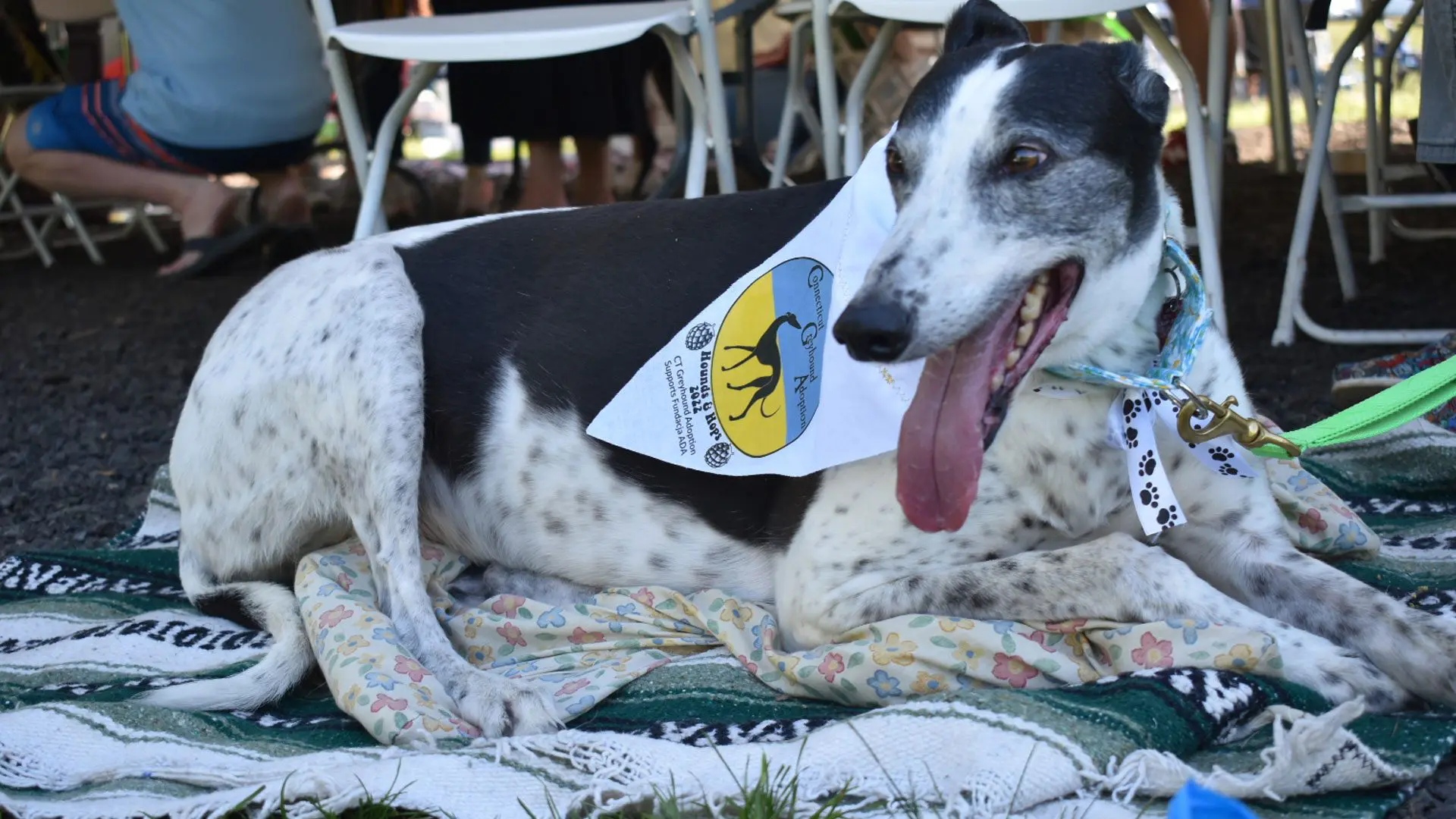 Greyhound with CGA bandana