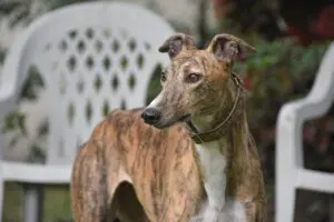 greyhound, sight hound, dog-4837402.jpg