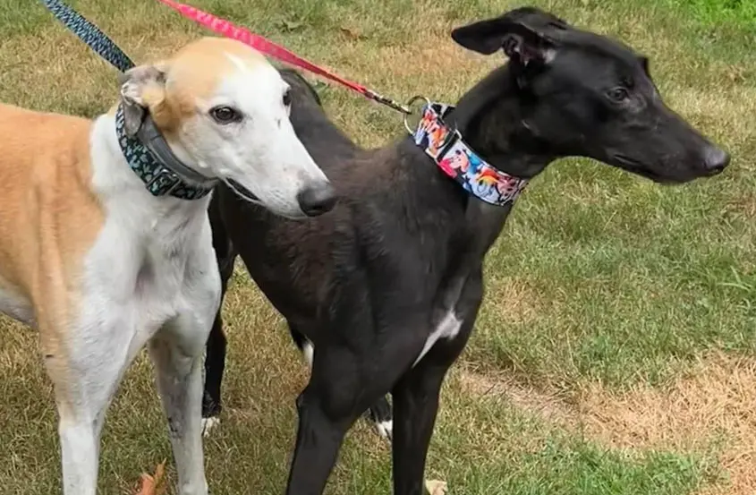 Two greyhounds on leashes