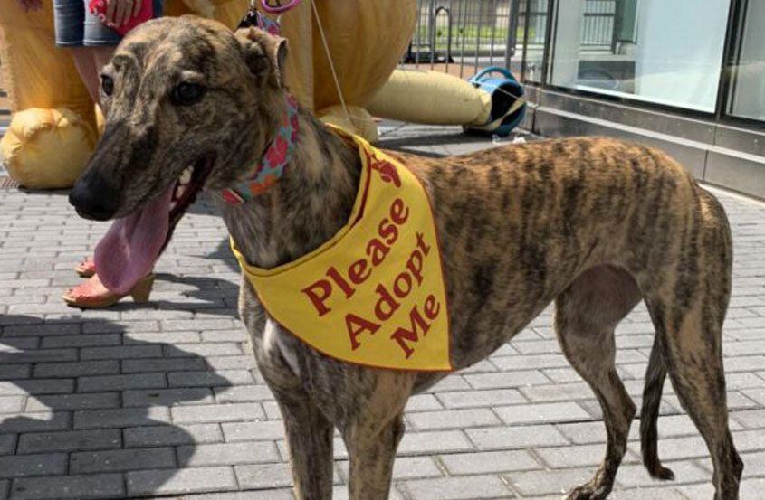 Dog with adopt me bandana