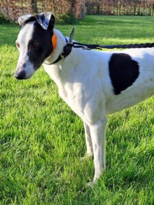 White greyhound with spots