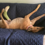 Serenity, a fawn greyhound roaching on a couch