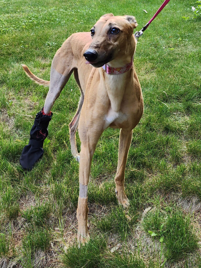 Serenity, a fawn greyhound recovering from leg surgery