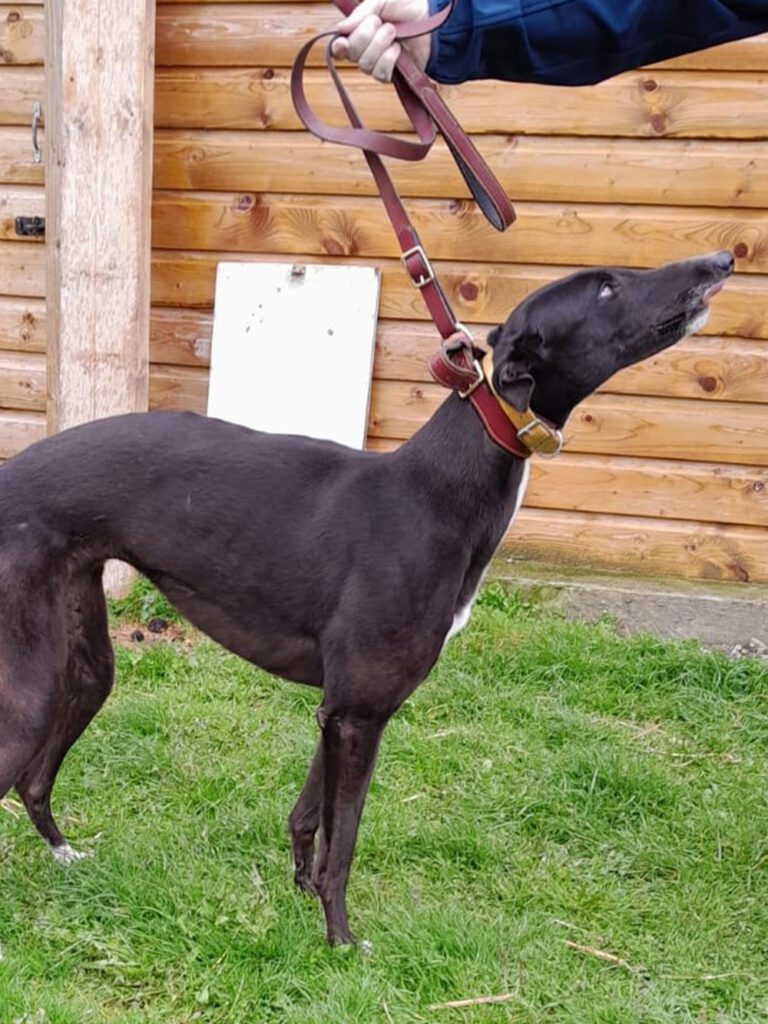 Black greyhound named Bell