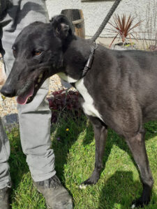 Black greyhound with white neck named Sally
