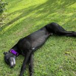 Black greyhound named Ben