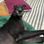Black greyhound named Ben