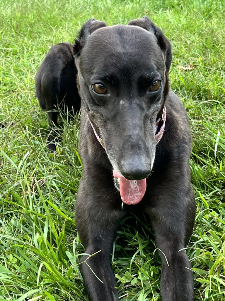 Black greyhound named Heidi