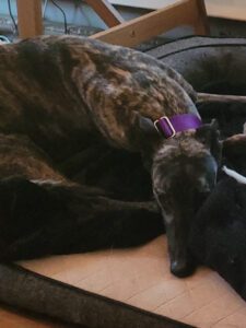 Dark brindle greyhound laying down