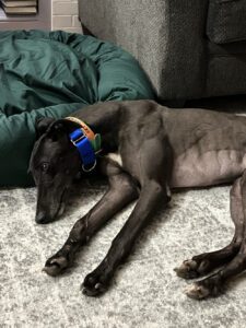 Black greyhound laying down