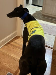 Black greyhound in a yellow vest