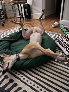 Movado, a red fawn greyhound, roaching on a bed