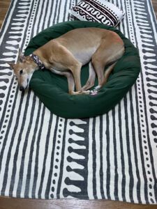 Movado, a red fawn greyhound, on a bed