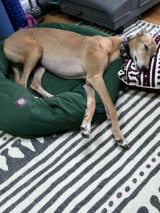 Movado, a red fawn greyhound, on a bed