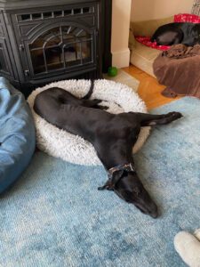 black greyhound on a bed