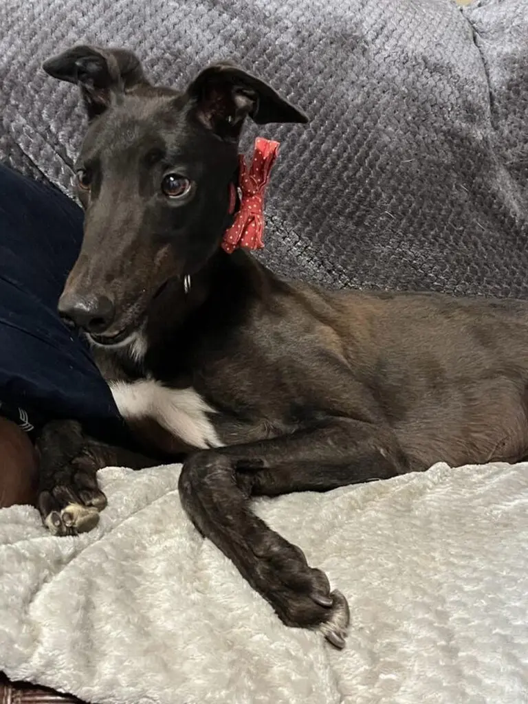 black greyhound curled on a bed
