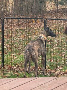 Dark brindle greyhound named Demi