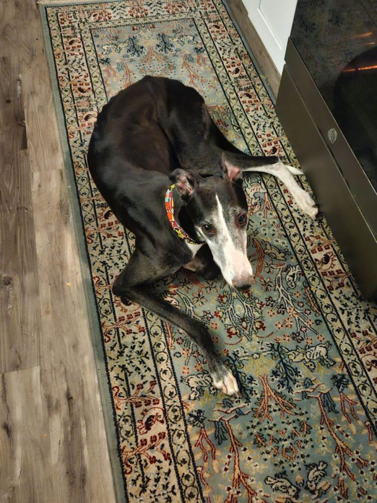 Black greyhound with white face