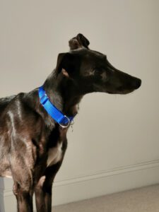black greyhound named mark