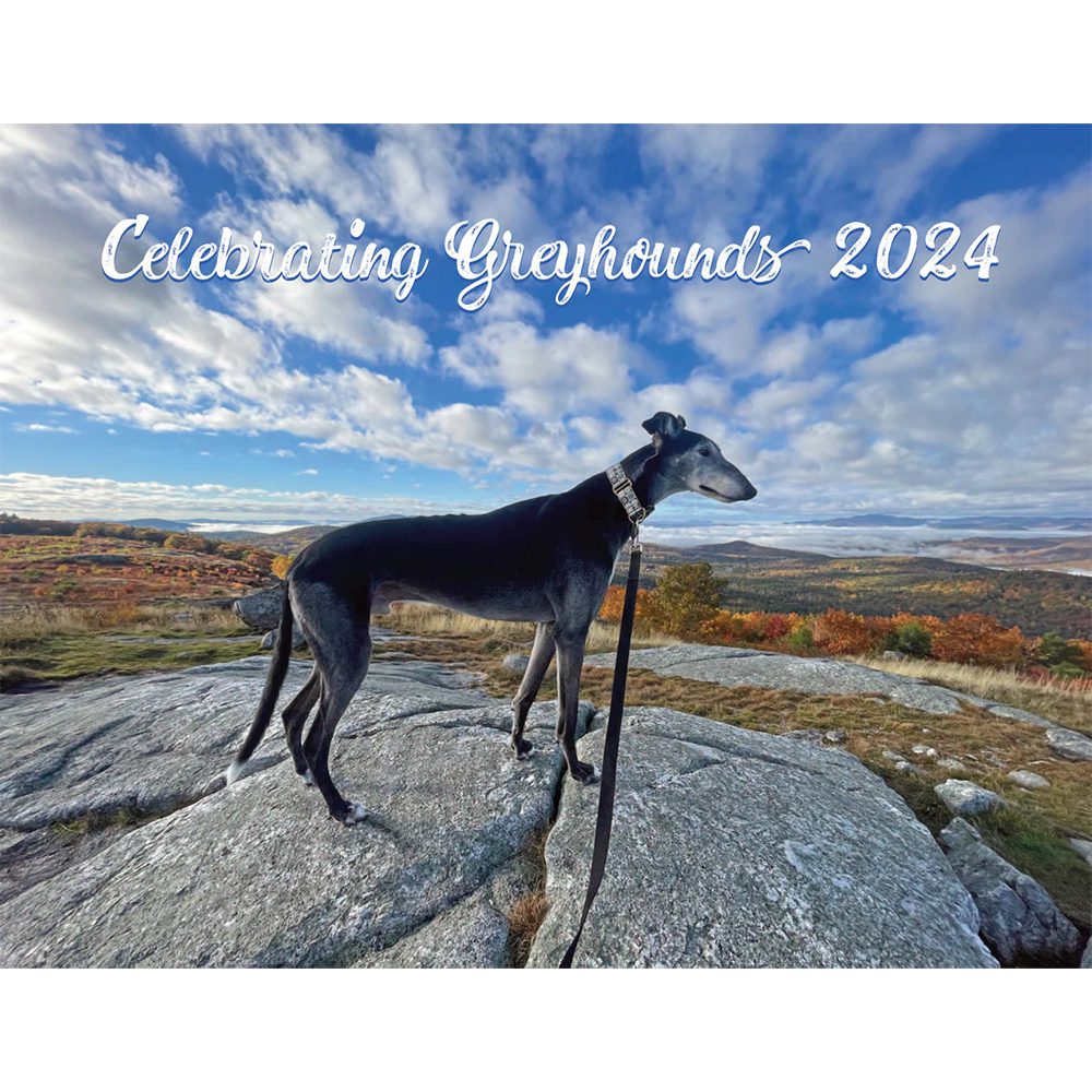 Celebrating Greyhounds 2024 Wall Calendar Connecticut Greyhound Adoption