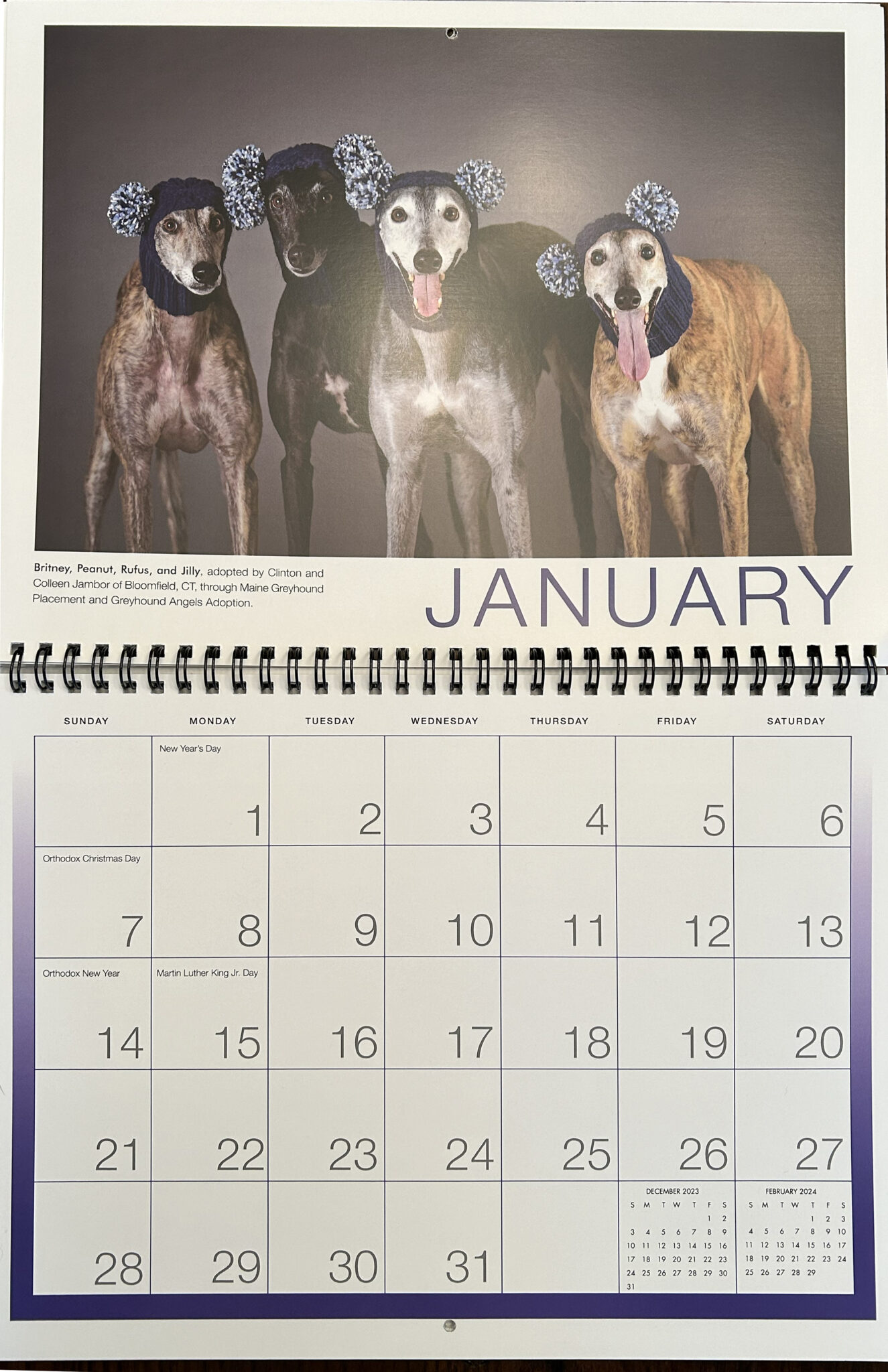 Celebrating Greyhounds 2024 Wall Calendar Connecticut Greyhound Adoption