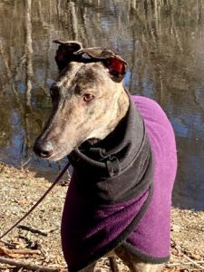 Brindle greyhound in purple jacket