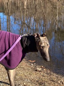 Brindle greyhound in purple jacket
