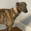 Brindle greyhound named Sloane