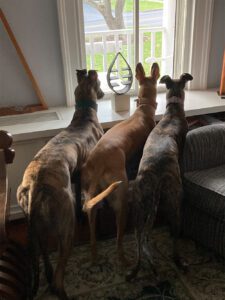 Three greyhounds looking out a window