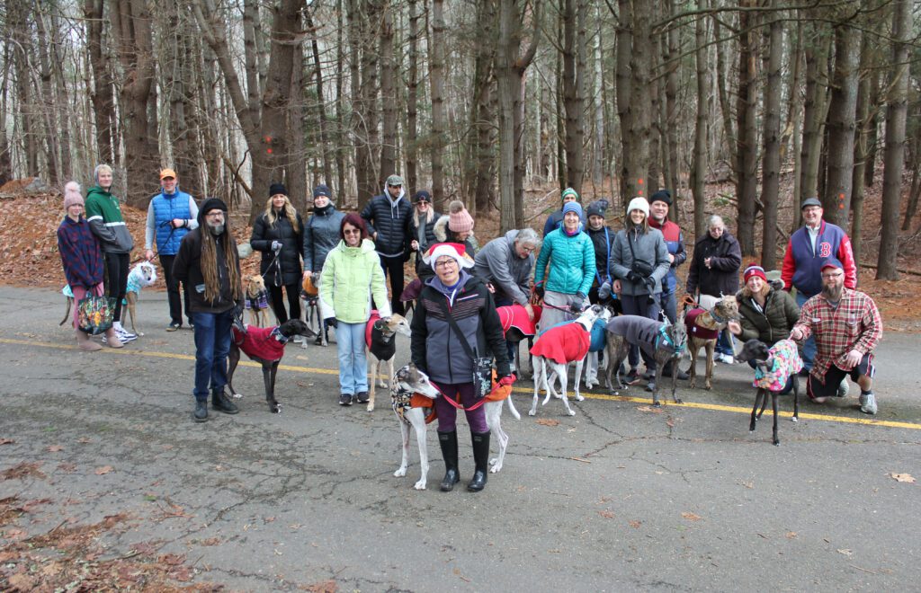 Greyhound walk at Chatfield Hollow State Park