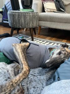 Brindle greyhound named Dolly