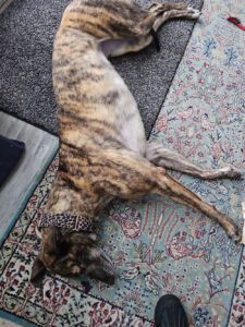 A brindle greyhound named Noni