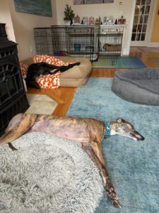 a brindle greyhound named copper