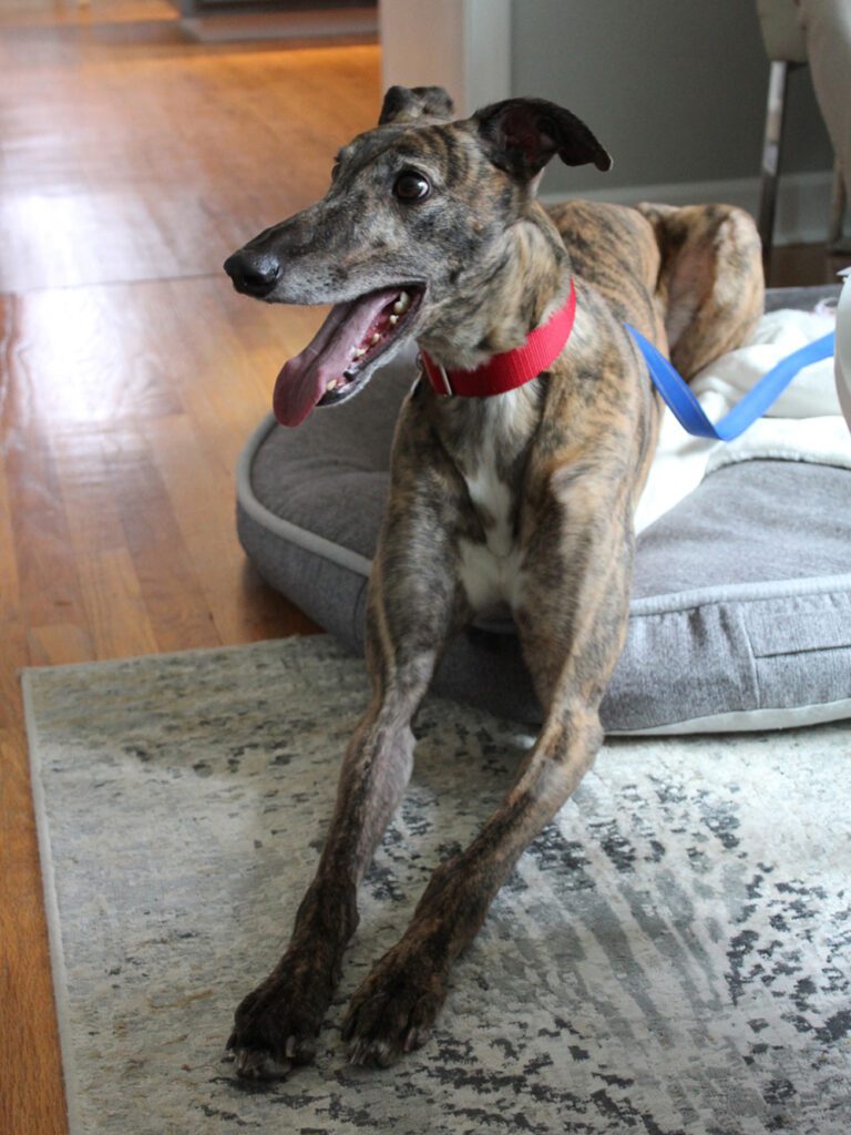 brindle greyhound laying on a bed