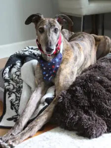 brindle greyhound on bed
