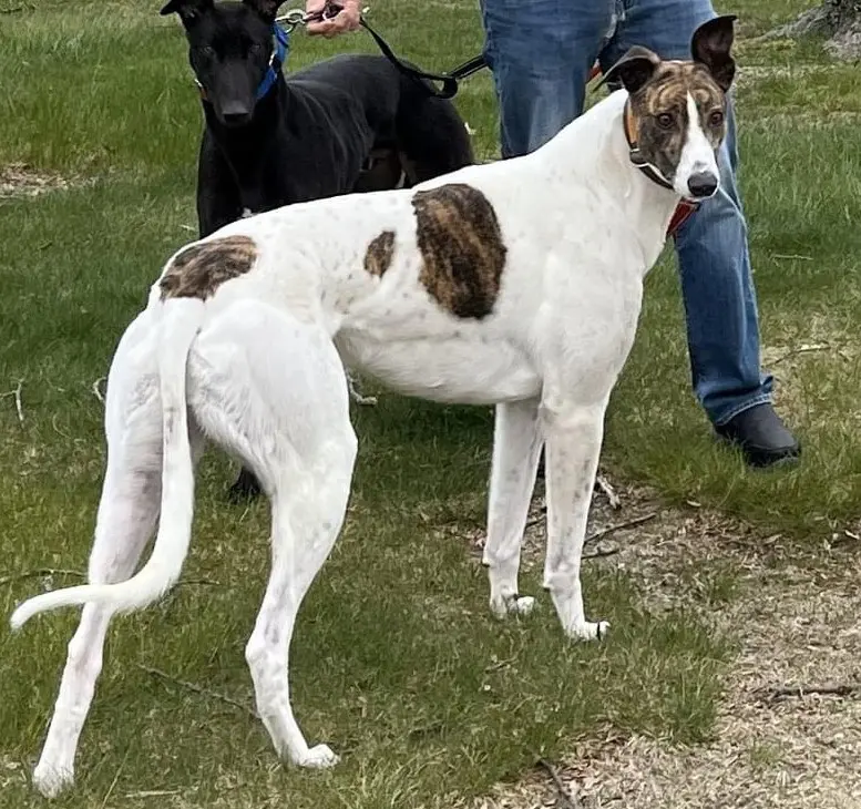 cow greyhound named sparky