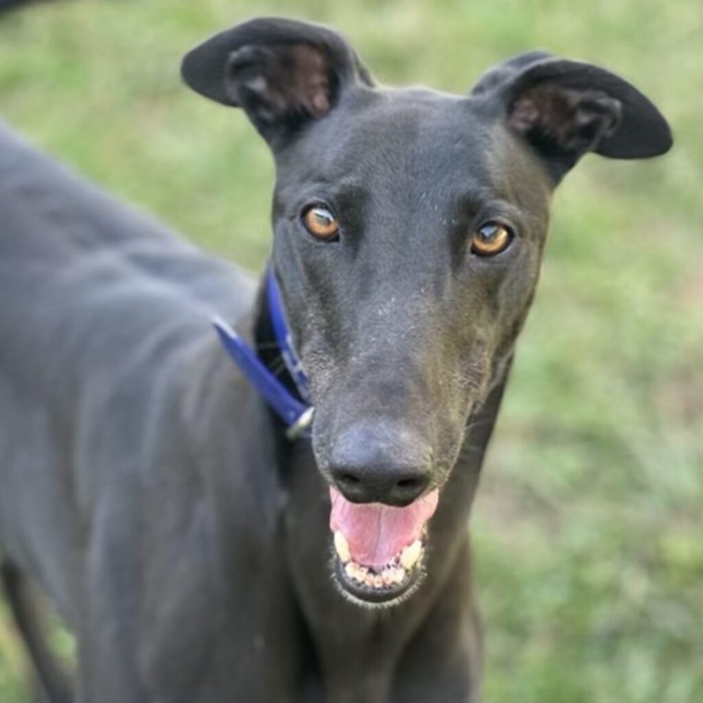 black greyhound named Clay