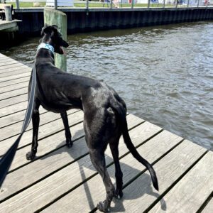 black greyhound on dock