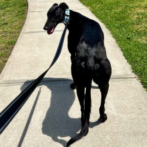 black greyhound walking on sidewalk