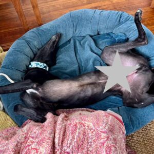 black greyhound laying upside down