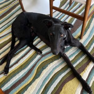 black greyhound on rug