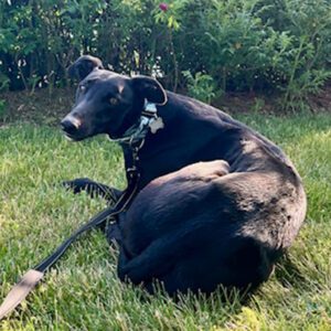 black greyhound on grass