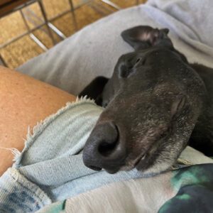 black greyhound laying his head on a person's lap